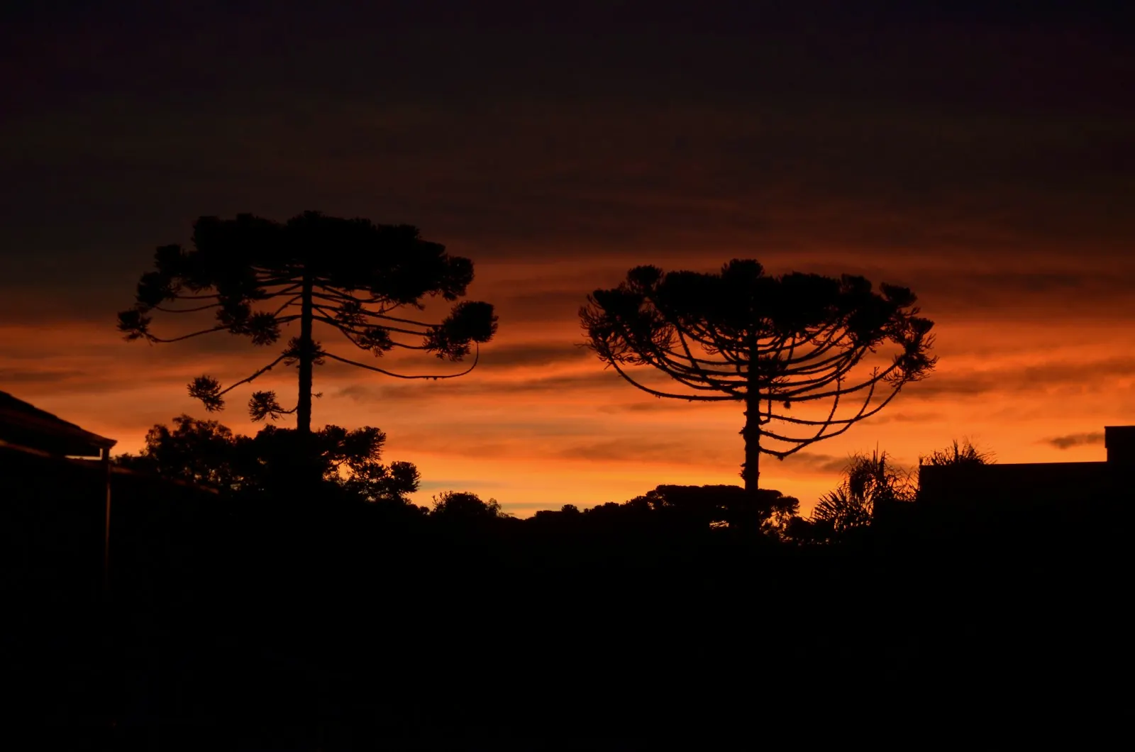 Silhuetas de árvores contra o céu alaranjado do entardecer